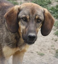 CONNOR, Hund, Mischlingshund in Regensburg - Bild 35