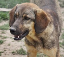 CONNOR, Hund, Mischlingshund in Regensburg - Bild 37