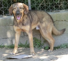 CONNOR, Hund, Mischlingshund in Regensburg - Bild 42