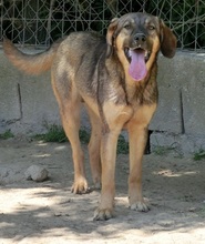 CONNOR, Hund, Mischlingshund in Regensburg - Bild 44