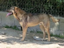 CONNOR, Hund, Mischlingshund in Regensburg - Bild 46