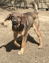 CONNOR, Hund, Mischlingshund in Regensburg - Bild 47