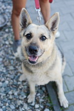 LENKA, Hund, Deutscher Schäferhund in Polen - Bild 12