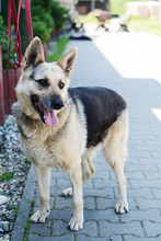 LENKA, Hund, Deutscher Schäferhund in Polen - Bild 13