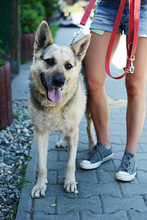 LENKA, Hund, Deutscher Schäferhund in Polen - Bild 14