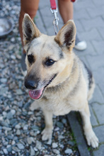 LENKA, Hund, Deutscher Schäferhund in Polen - Bild 15