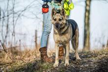 LENKA, Hund, Deutscher Schäferhund in Polen - Bild 5