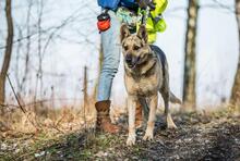 LENKA, Hund, Deutscher Schäferhund in Polen - Bild 9