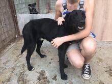 CHANDLER, Hund, Mischlingshund in Rumänien - Bild 1