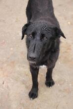 CHANDLER, Hund, Mischlingshund in Rumänien - Bild 2