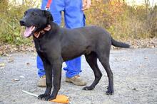 ROKO, Hund, Mischlingshund in Slowakische Republik - Bild 2
