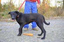 ROKO, Hund, Mischlingshund in Slowakische Republik - Bild 3