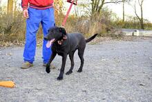 ROKO, Hund, Mischlingshund in Slowakische Republik - Bild 5
