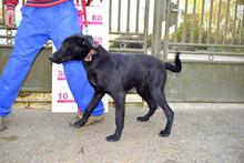 ROKO, Hund, Mischlingshund in Slowakische Republik - Bild 6
