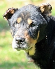 NESTOR, Hund, Mischlingshund in Italien - Bild 1