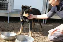 NESTOR, Hund, Mischlingshund in Italien - Bild 2