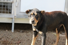 NESTOR, Hund, Mischlingshund in Italien - Bild 3