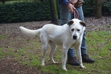 ELFAVA, Hund, Mischlingshund in Italien - Bild 3