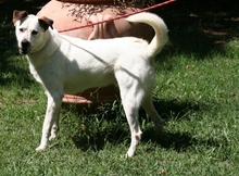 ELFAVA, Hund, Mischlingshund in Italien - Bild 5