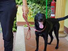 BIBA, Hund, Mischlingshund in Italien - Bild 2