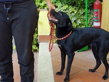 BIBA, Hund, Mischlingshund in Italien - Bild 3
