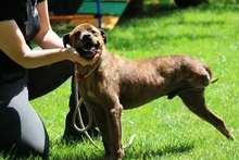 CASPER, Hund, Mischlingshund in Italien - Bild 2
