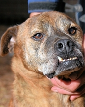 CASPER, Hund, Mischlingshund in Italien - Bild 4