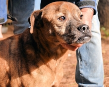 CASPER, Hund, Mischlingshund in Italien - Bild 5