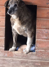 ANNA, Hund, Mischlingshund in Rumänien - Bild 2