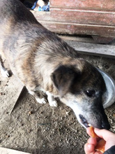 ANNA, Hund, Mischlingshund in Rumänien - Bild 3
