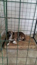 ANNA, Hund, Mischlingshund in Rumänien - Bild 4