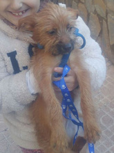 FROZEN, Hund, Mischlingshund in Spanien - Bild 8