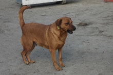 BIBA, Hund, Mischlingshund in Bulgarien - Bild 2
