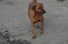 BIBA, Hund, Mischlingshund in Bulgarien - Bild 3