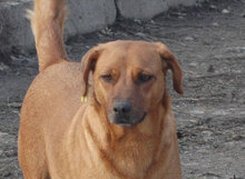 BIBA, Hund, Mischlingshund in Bulgarien - Bild 4