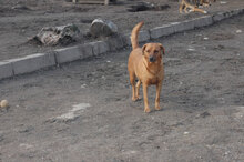 BIBA, Hund, Mischlingshund in Bulgarien - Bild 5