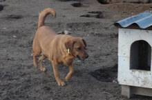 BIBA, Hund, Mischlingshund in Bulgarien - Bild 6