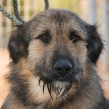 ELSA, Hund, Mischlingshund in Spanien - Bild 1
