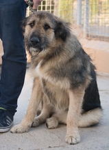 ELSA, Hund, Mischlingshund in Spanien - Bild 2