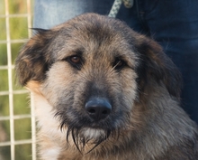 ELSA, Hund, Mischlingshund in Spanien - Bild 3