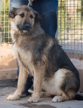 ELSA, Hund, Mischlingshund in Spanien - Bild 4