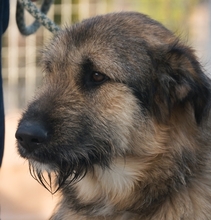 ELSA, Hund, Mischlingshund in Spanien - Bild 5