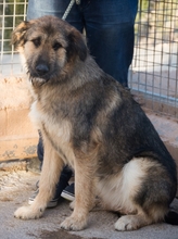 ELSA, Hund, Mischlingshund in Spanien - Bild 6