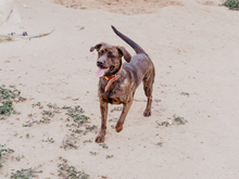 AZURA, Hund, Mischlingshund in Spanien - Bild 16