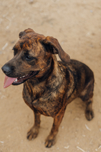 AZURA, Hund, Mischlingshund in Spanien - Bild 21