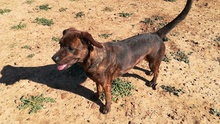 AZURA, Hund, Mischlingshund in Spanien - Bild 28