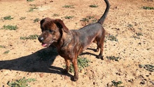 AZURA, Hund, Mischlingshund in Spanien - Bild 29