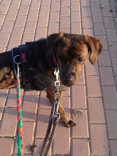 AZURA, Hund, Mischlingshund in Spanien - Bild 8