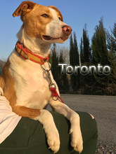 TORONTO, Hund, Mischlingshund in Spanien - Bild 1