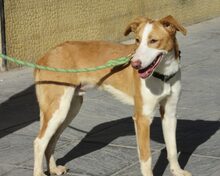 TORONTO, Hund, Mischlingshund in Spanien - Bild 4